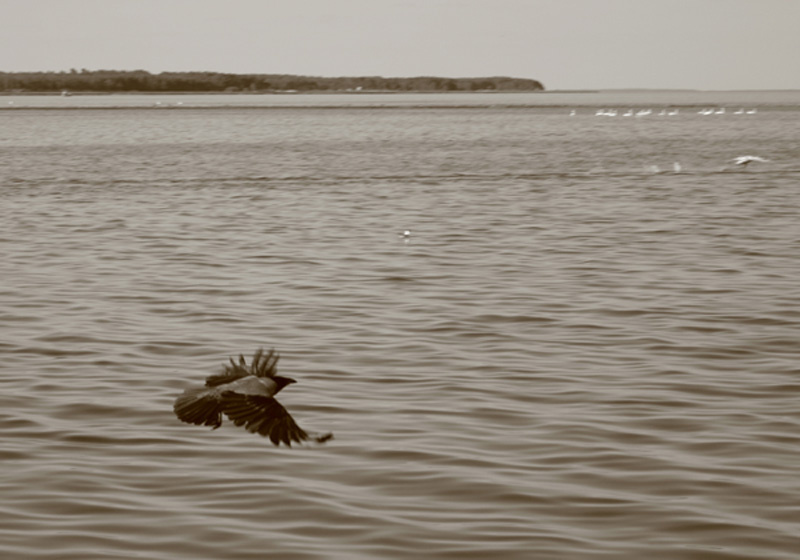 The Flight Crow, flight