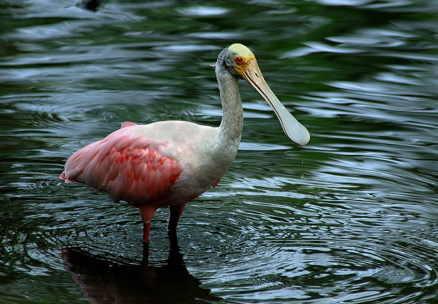 Roseate Spoonhill Roseate Spoonhill