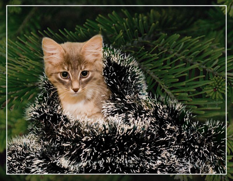 С наступающим Новым годом!!! Кот, кошка, новый год