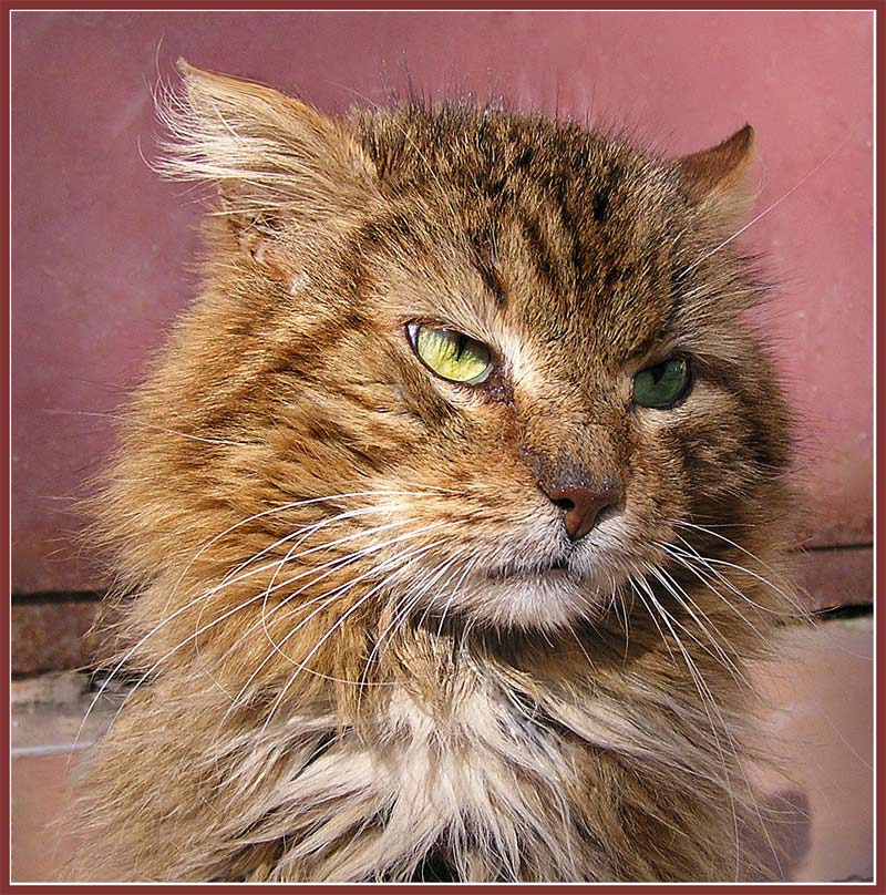 Котейко кот взгляд