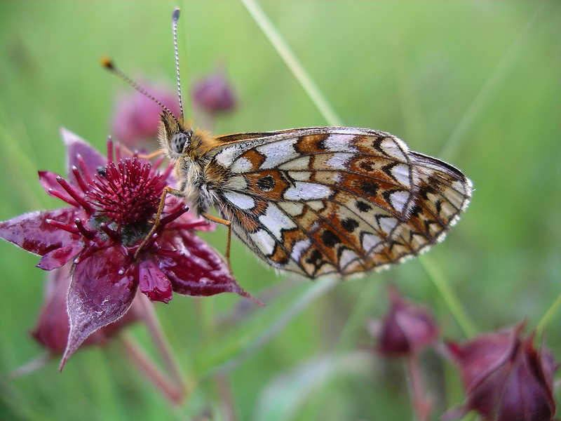 V  ozidanii leta (Boloria selene) Boloria selene