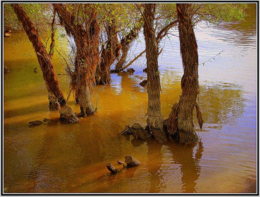 the river 