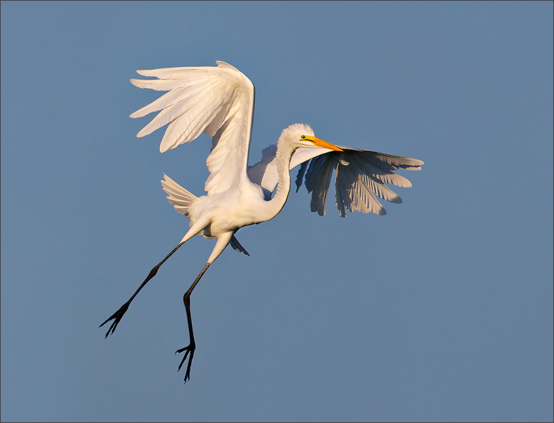 Балерина снежная, цапля, snowy, egret, рассвет, Florida, US