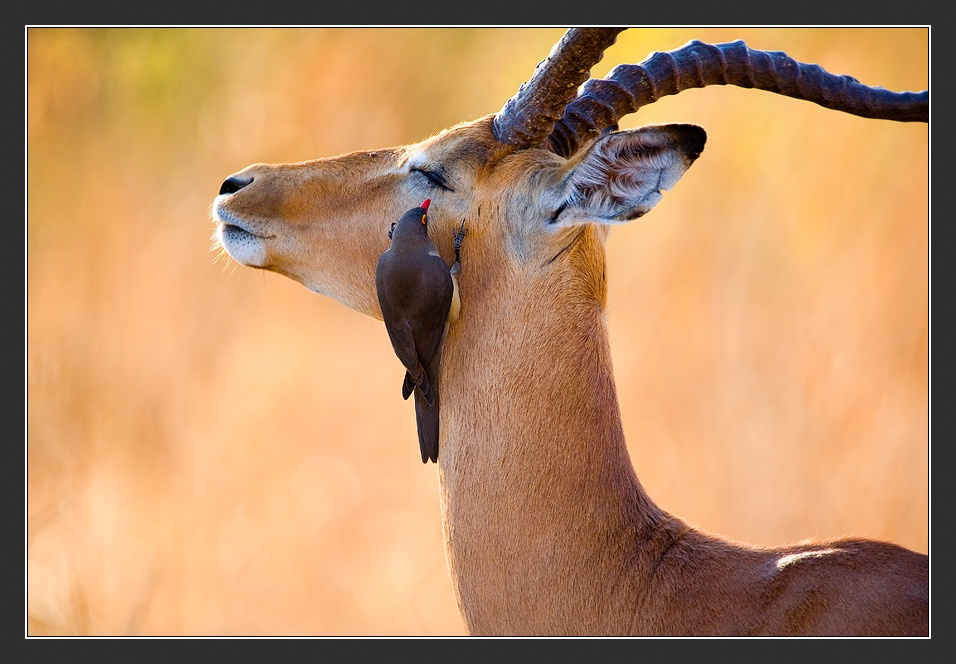 Лесной макияж Африка Ботсвана Антилопа Impala Red-Billid Oxpecker