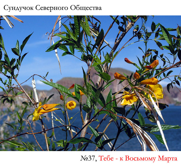 Сундучок Северного Общества, №37 