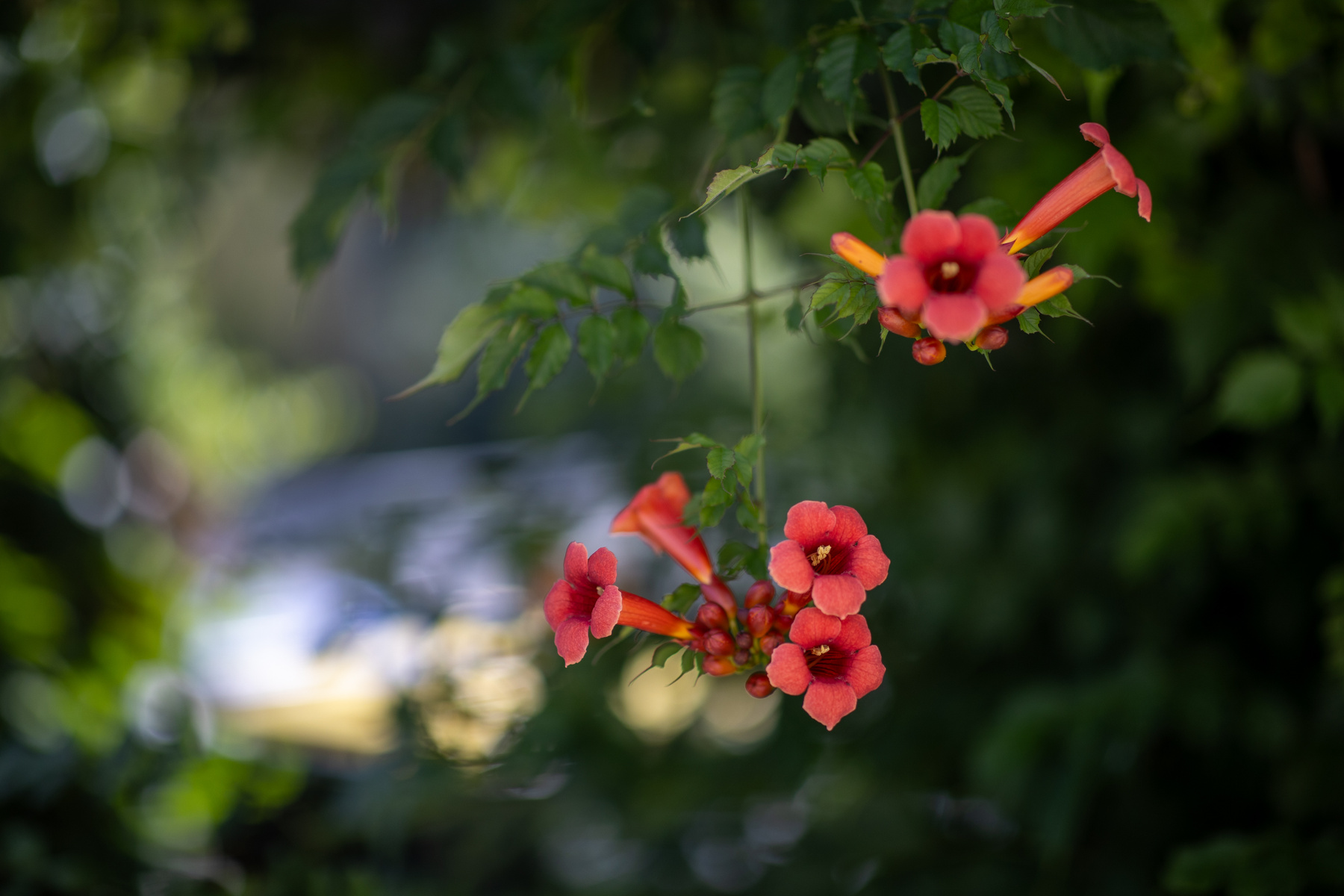 Trumpet vine (Campsis radicans) plant pink color photography petal outdoors no people nature leaf horizontal head f reshness flower disfoto close-up canon beauty in fashion landscape water lake photo light sunset