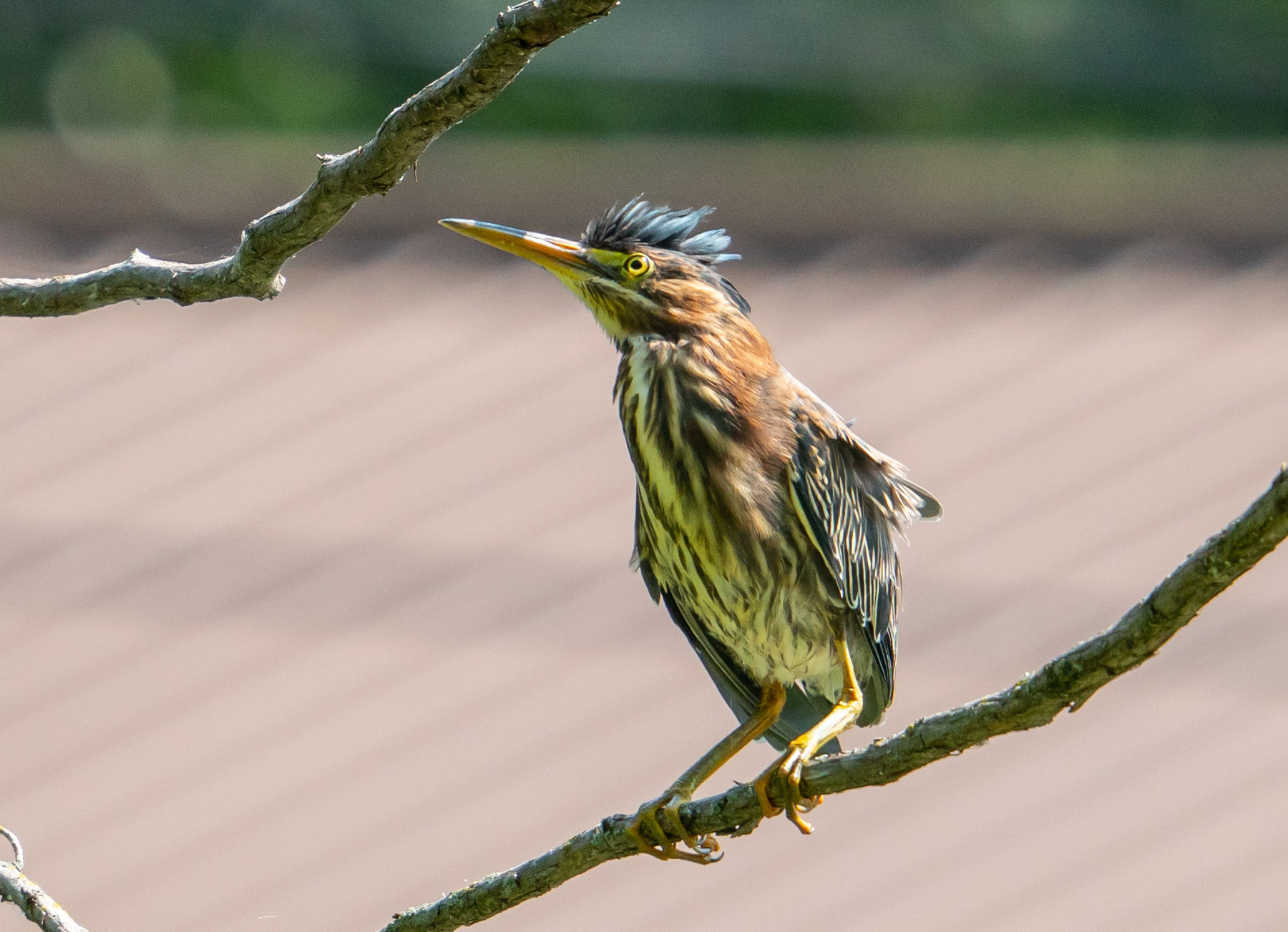Green Heron Птица Green Heron