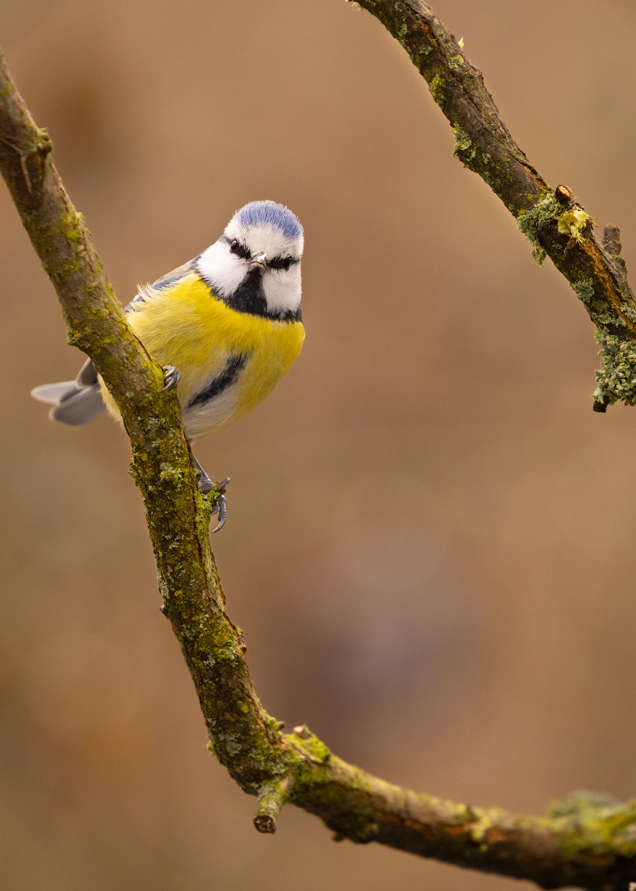 Titmouse 