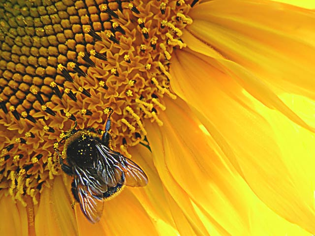 Sunflower and Bumblebee шмель шмэль подсолнух sunflower bumblebee