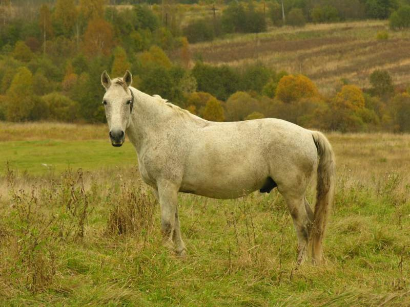 Конь кони, пони и поля