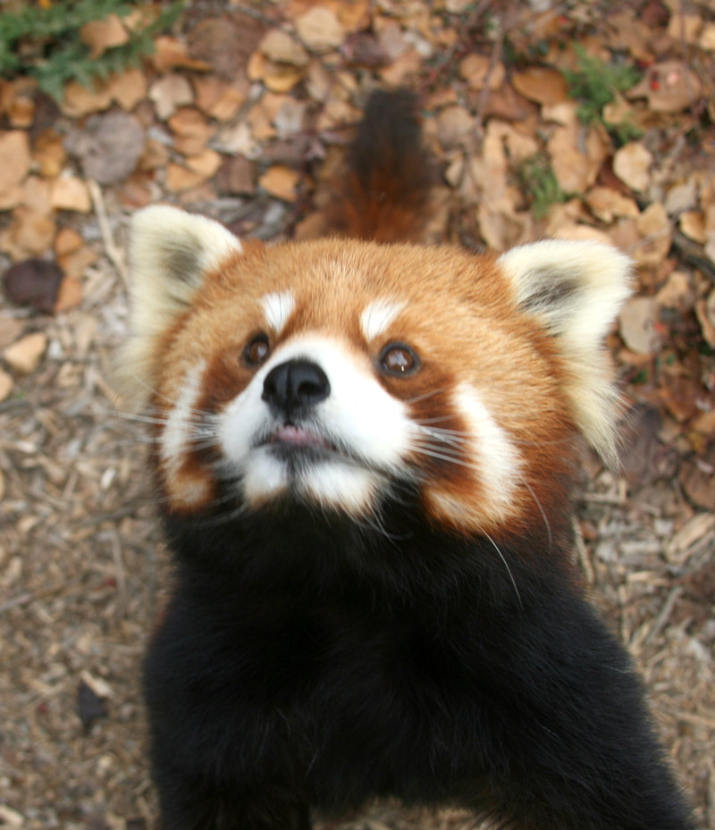 Red panda 