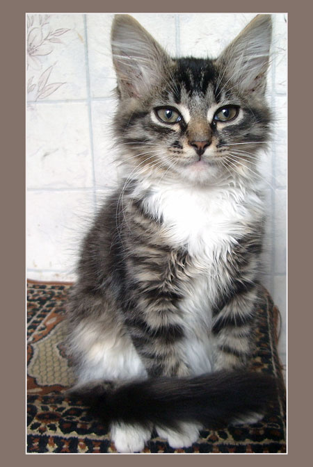 Домашний котенок