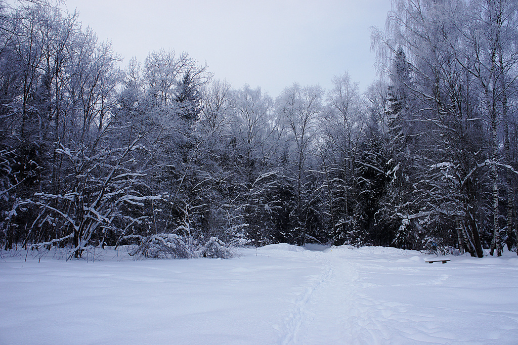 заснеженный лес зима,январь,природа,снег,лес