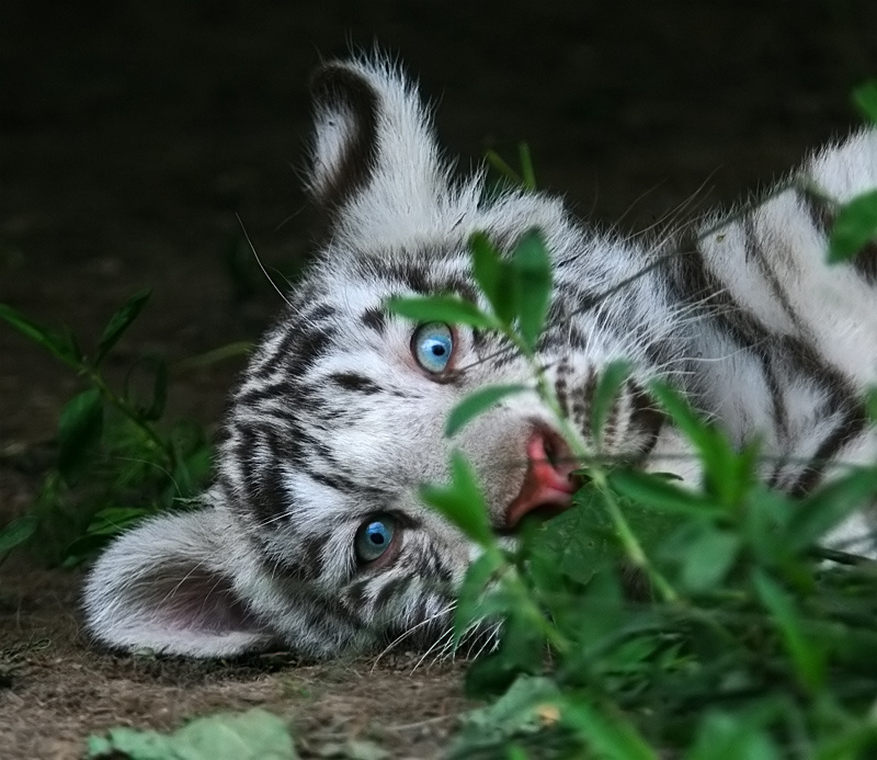 Большие кошки. Глядеть на мир широко раскрытыми глазами... кошкофото большие кошки тигренок белый бенгальский глаза