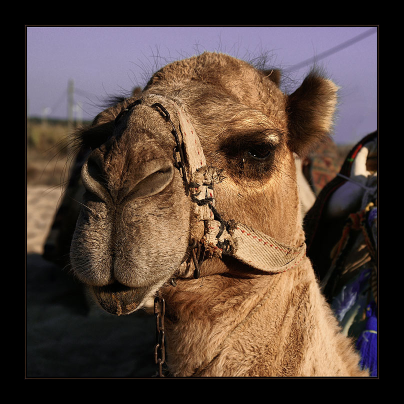 camel верблюд