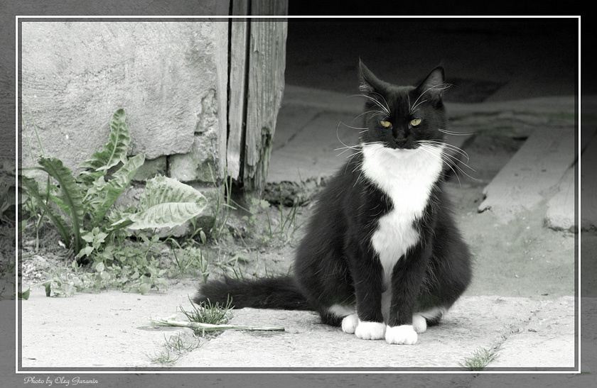 Дворецкий кот дворецкий