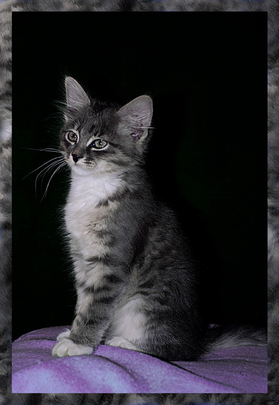 *** Кот, кошка