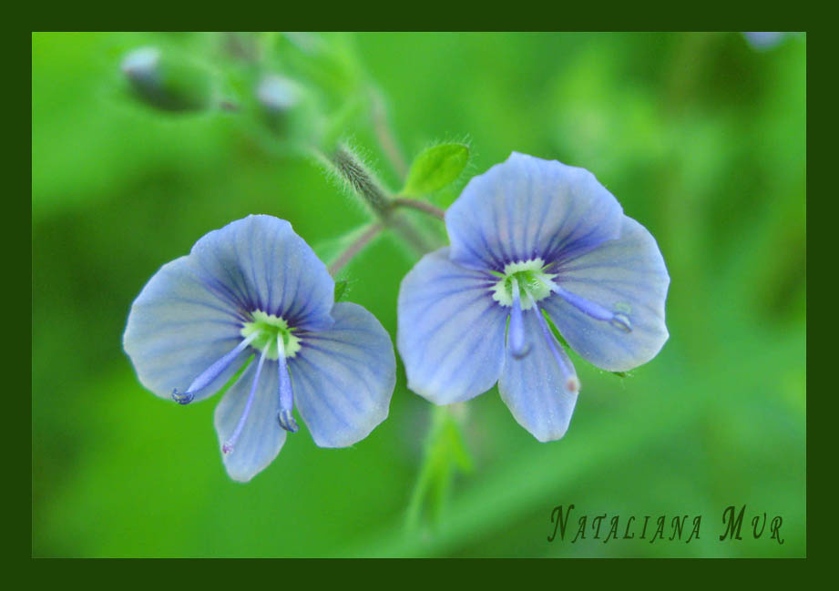 лето-это маленькая жизнь цветы