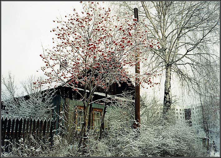 * Первый  снег * Снег,  изба,  рябина,  берёза.