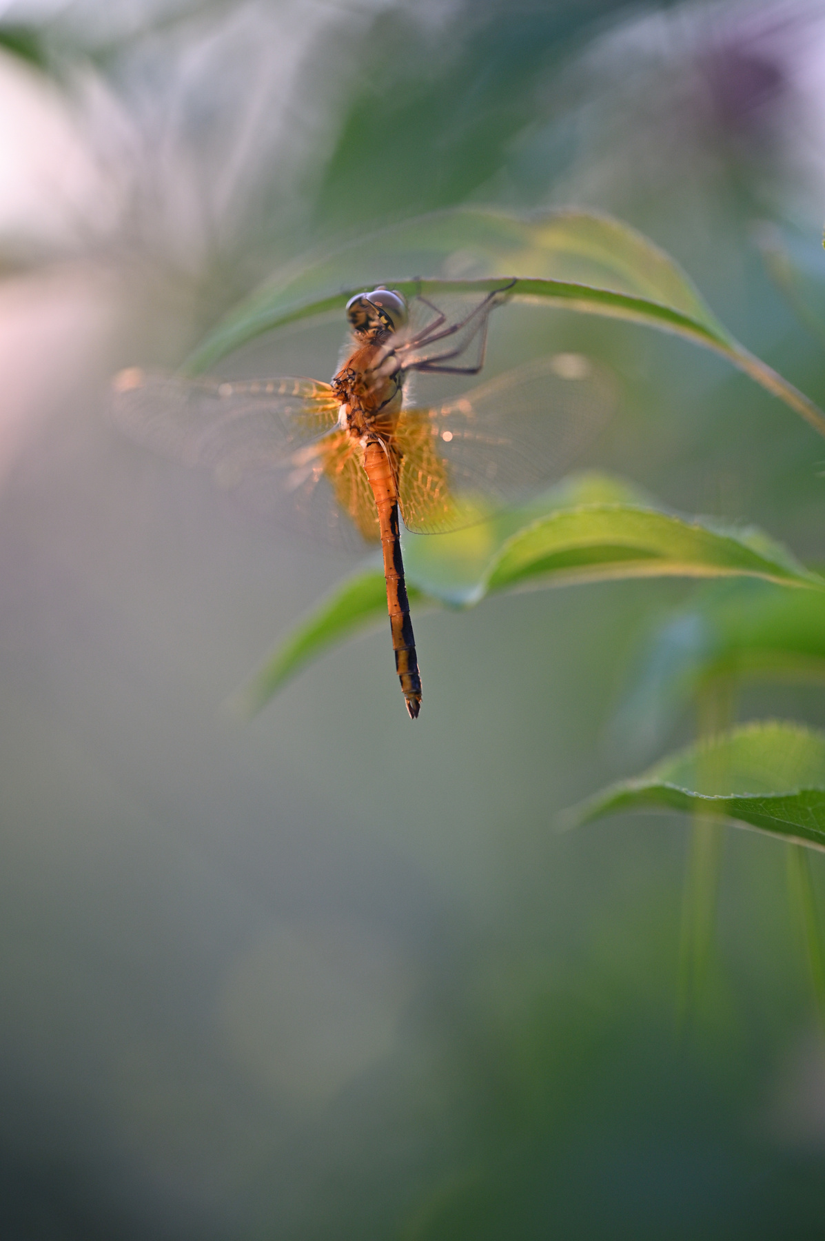 transparent dragonfly 