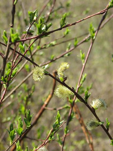 Growing up Spring