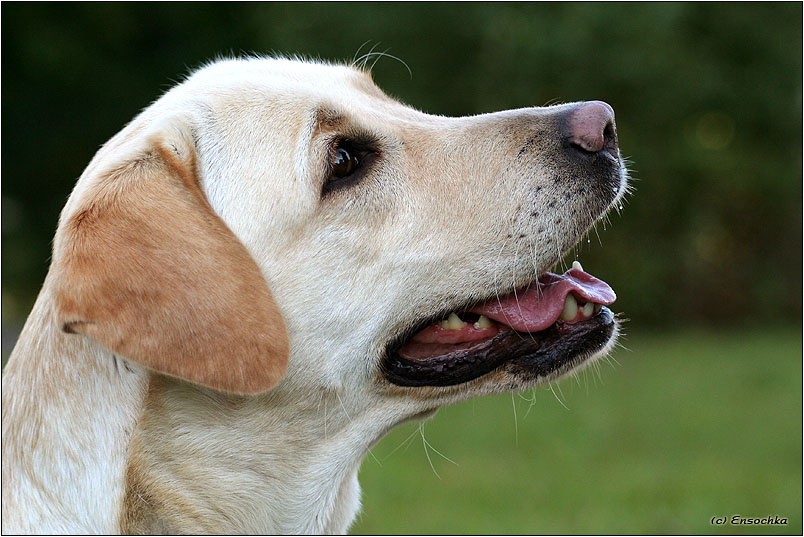 Любишь ? ... 