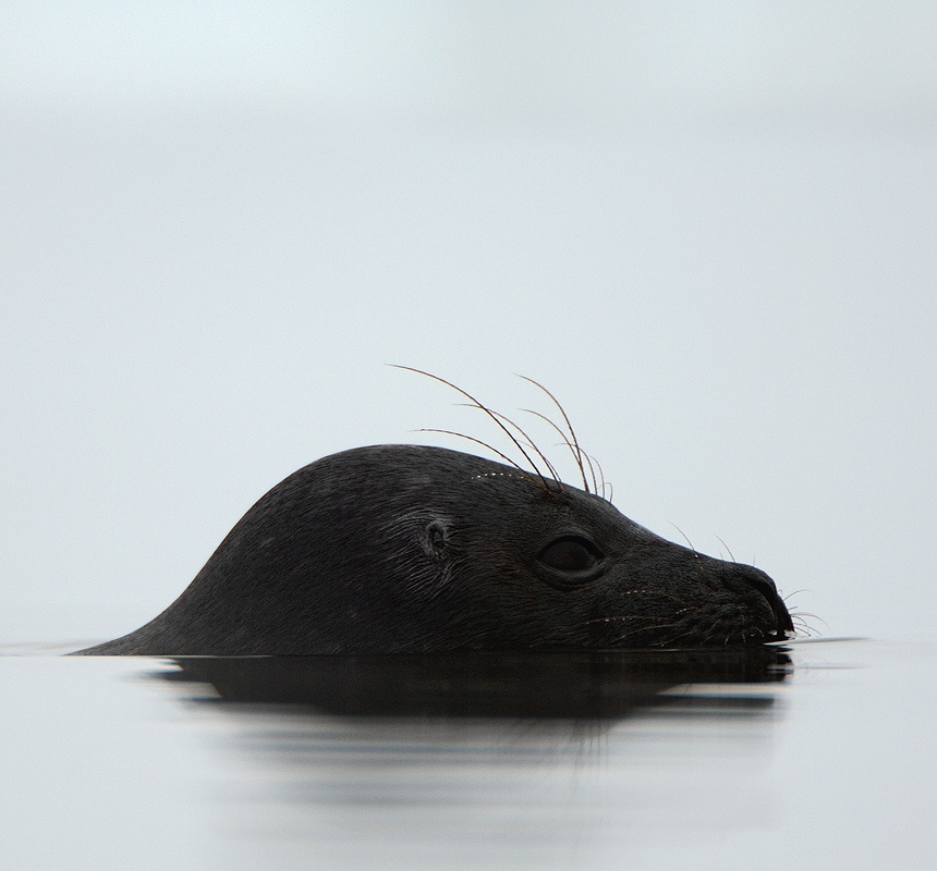 Phoca hispida ladogensis КОЛЬЧАТАЯ, НЕРПА, ладожский, подвид, Phoca, hispida, ladogensis, Nordquist, Ладога, озеро, апрель, торосы, весна, 2008, тюлень, снег, лёд