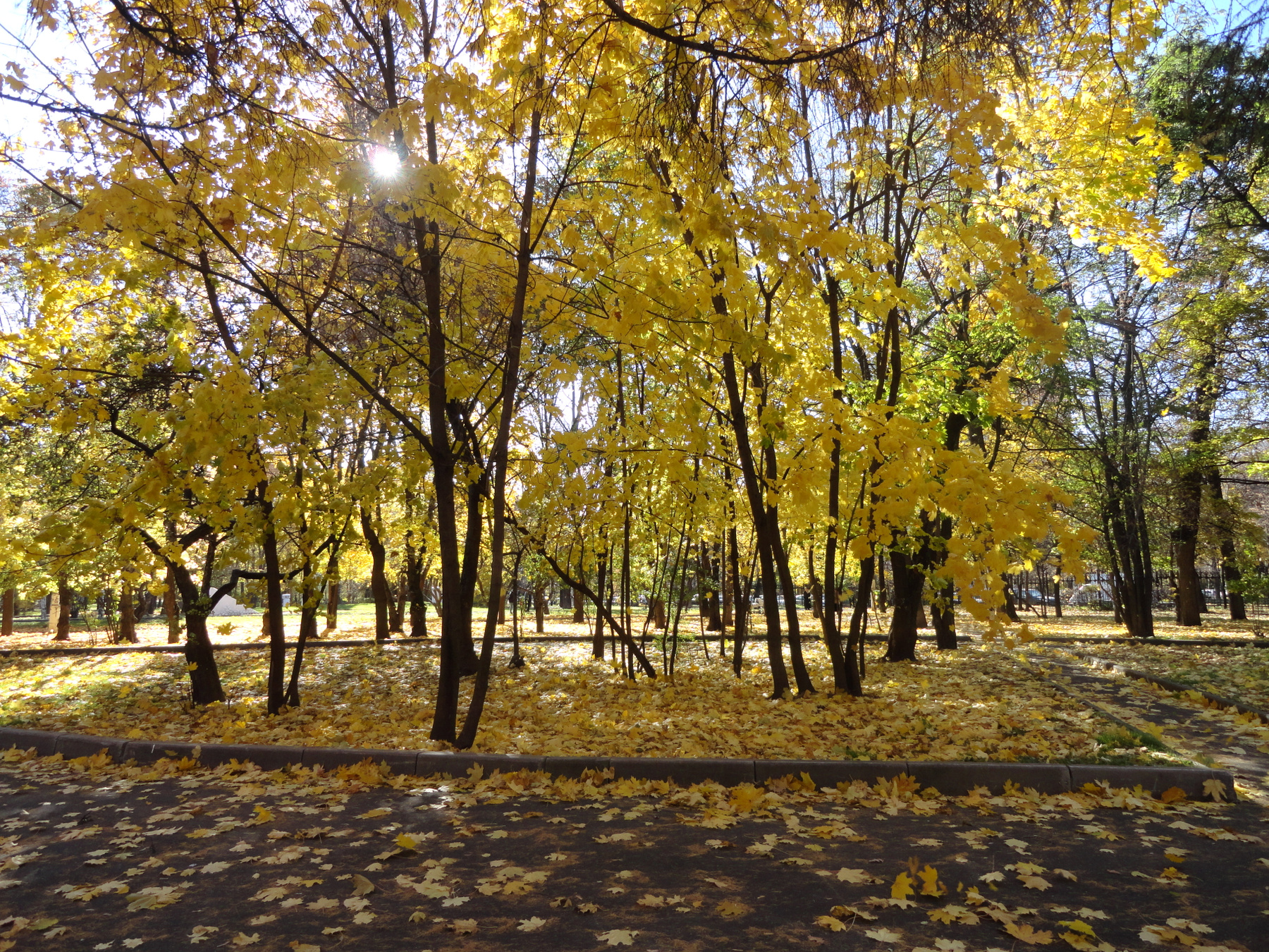 Сквозь листву Осень