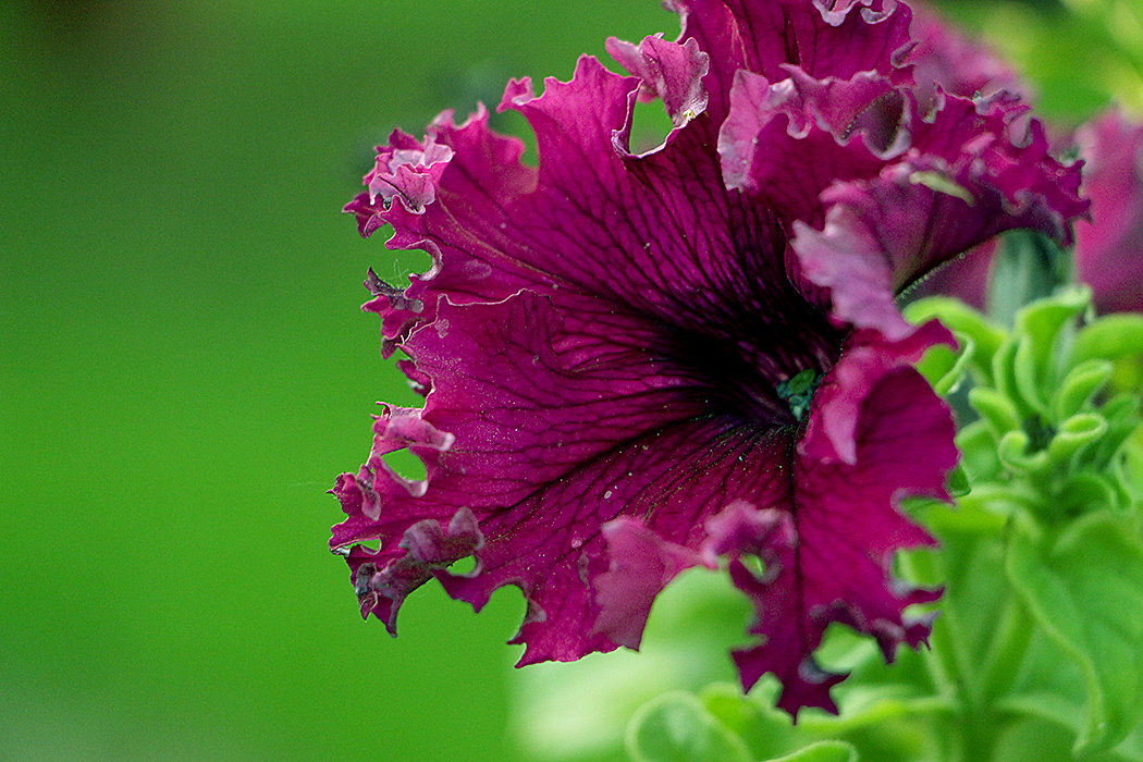 flower 