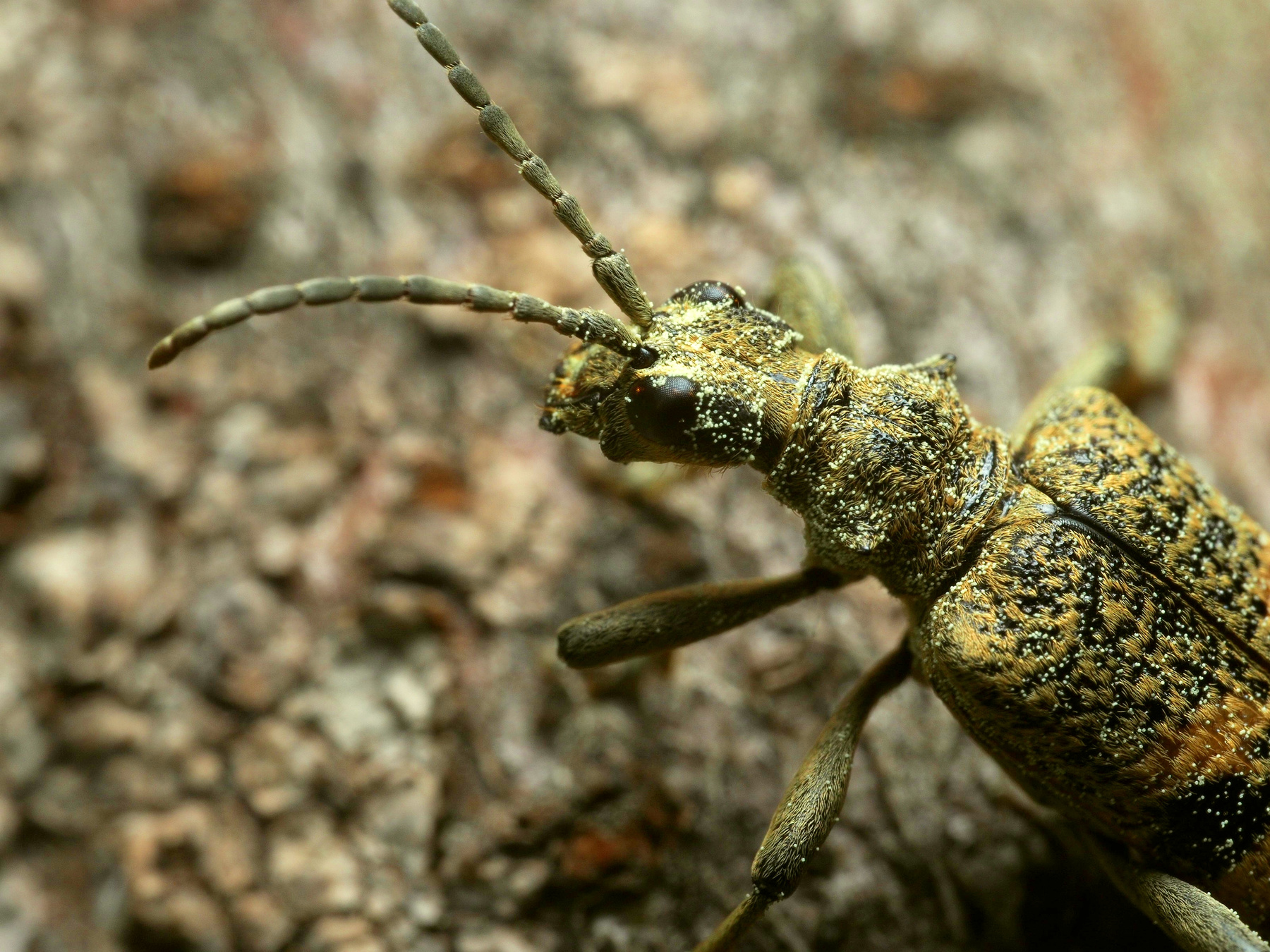 *** macro macrophoto макро