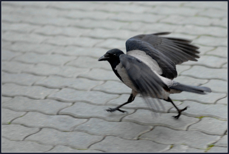 Извините, я очень спешу! серая ворона Corvus cornix