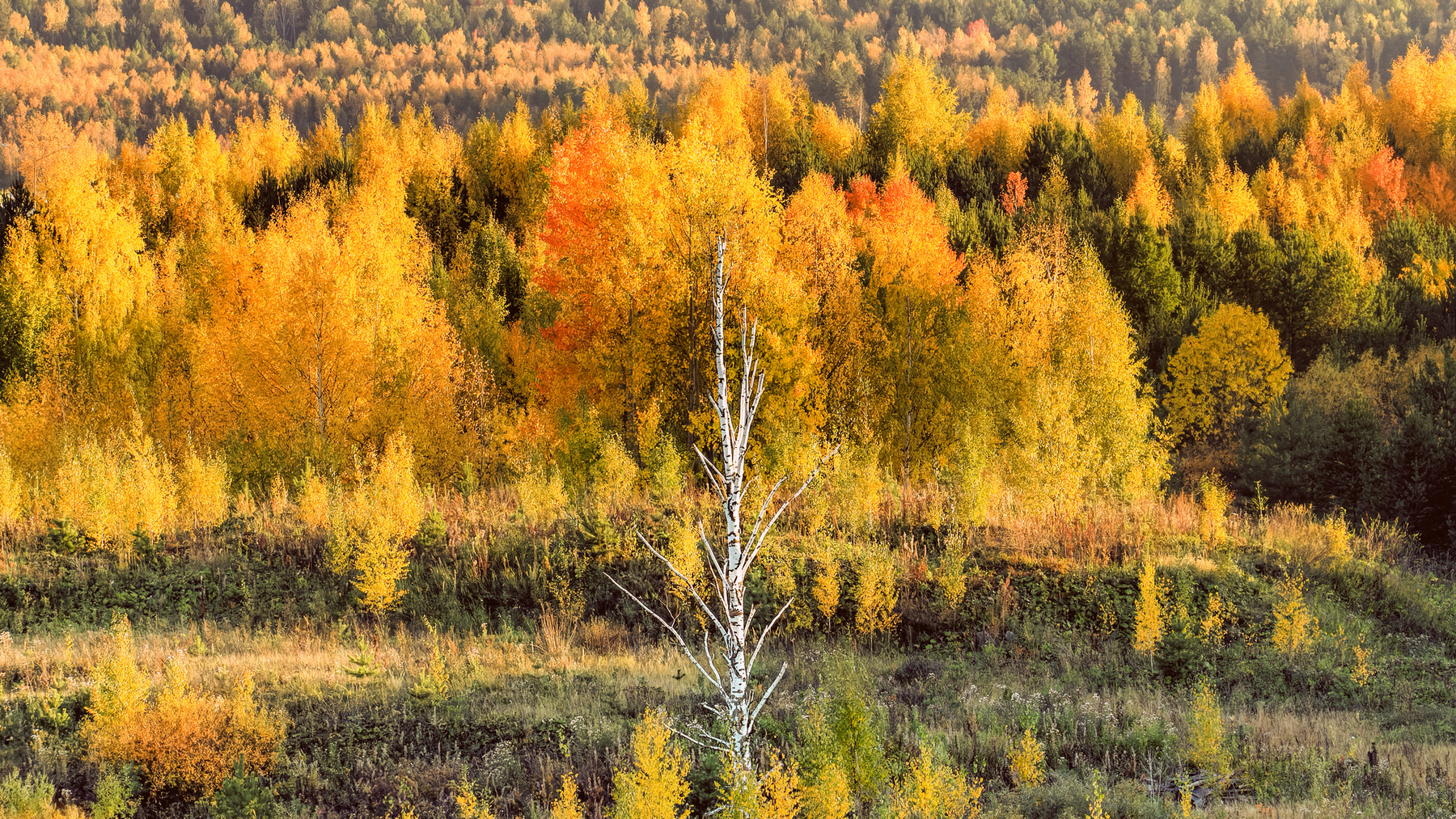 цветная фоточка россия урал природа пейзаж осень лес перспектива береза