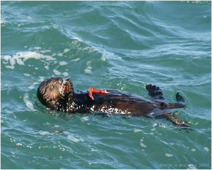 Жил-был крабик... Выдра Краб Море Калифорния Otter Bay Sea California Crab