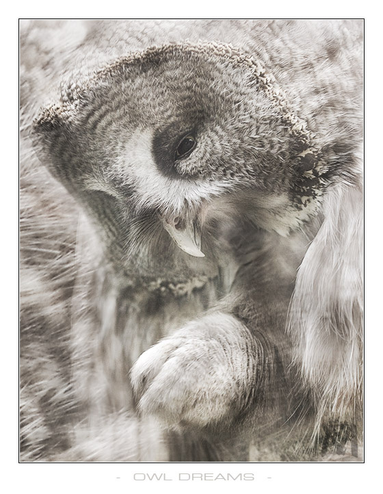 owl dreams сова неясыть