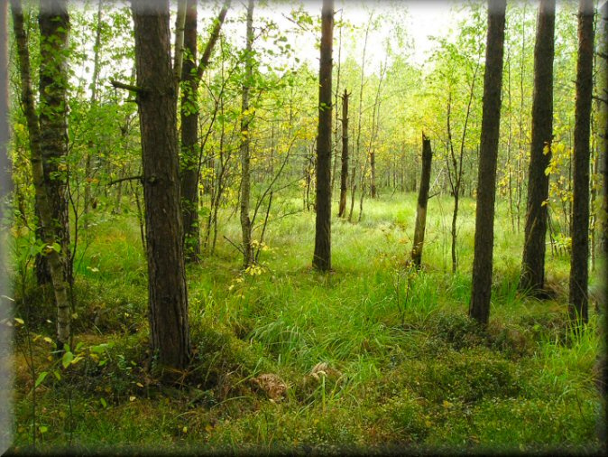  лес... (сентябрь, 2007) осень лес