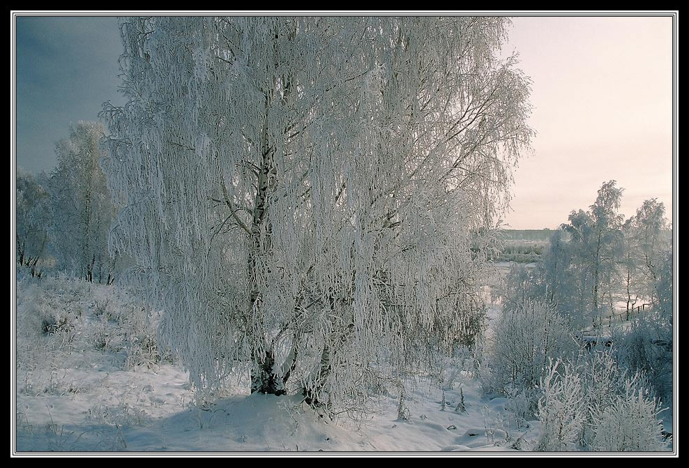 Царство пушистых берез береза изморозь забор девушка дорога