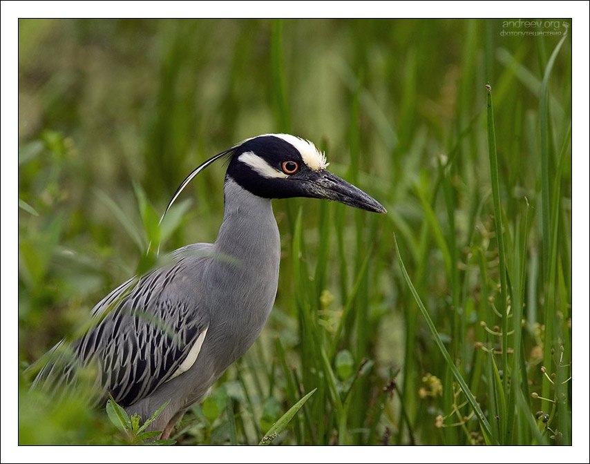 ... А лягушек всё нет ночная цапля Yellow-crowned night-heron Техас