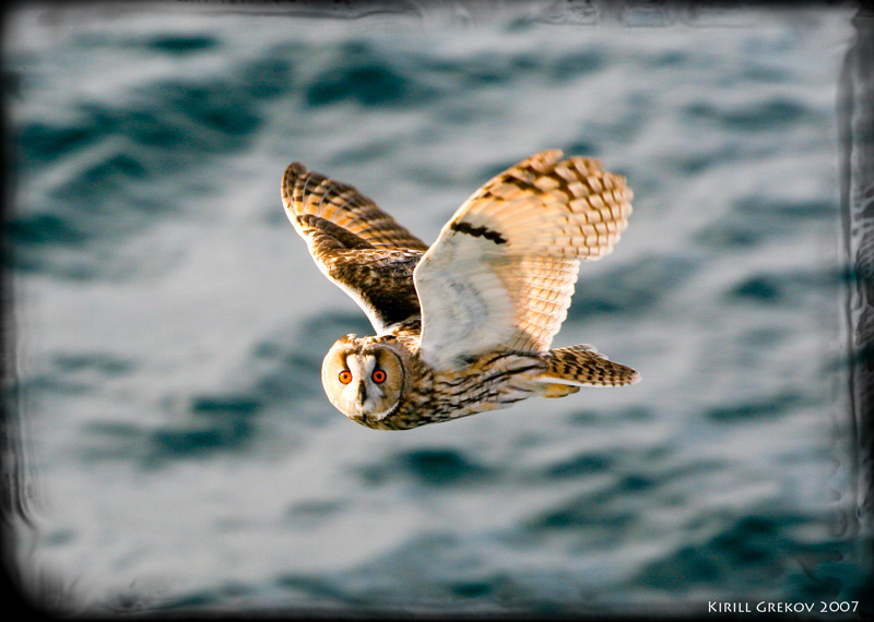 Asio flammeus сова море филин совы