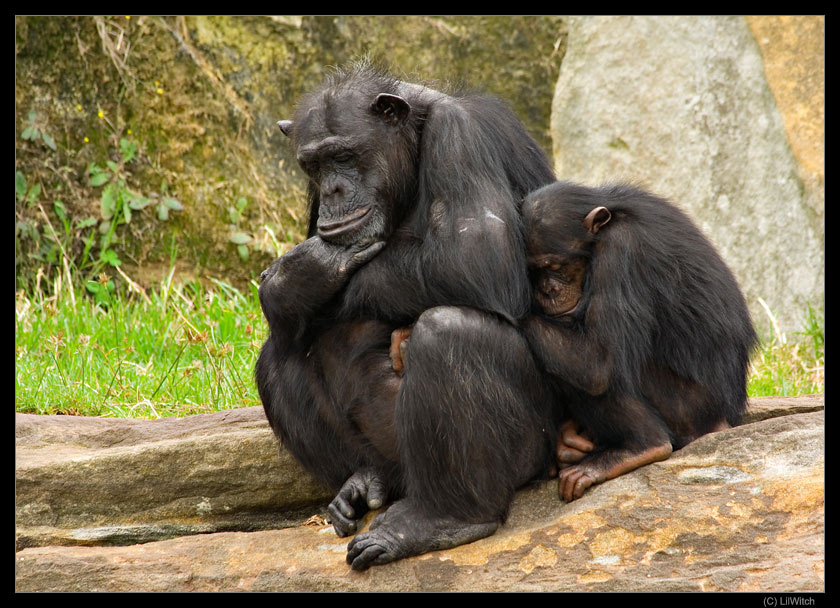 После сытного обеда по закону Архимеда полагается поспать. Australia Animals Mammal Chimpanzee