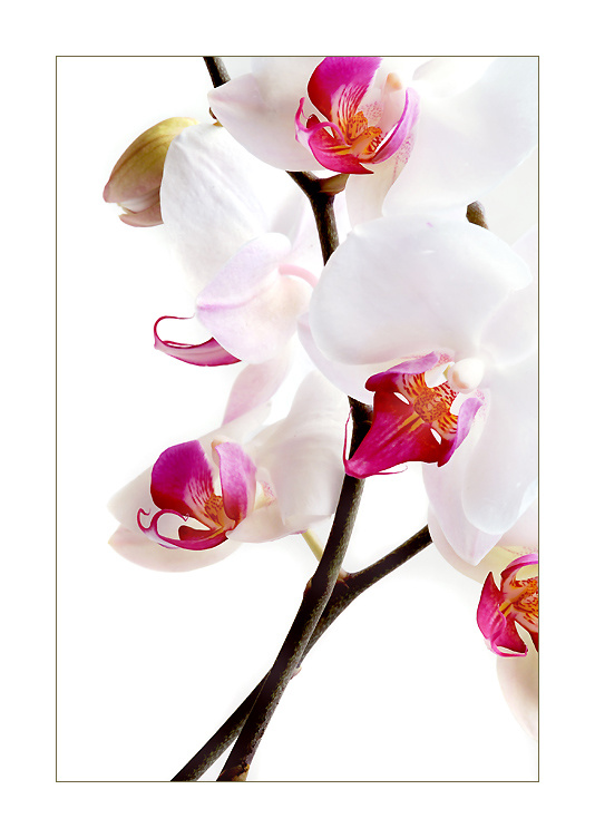 orchid 