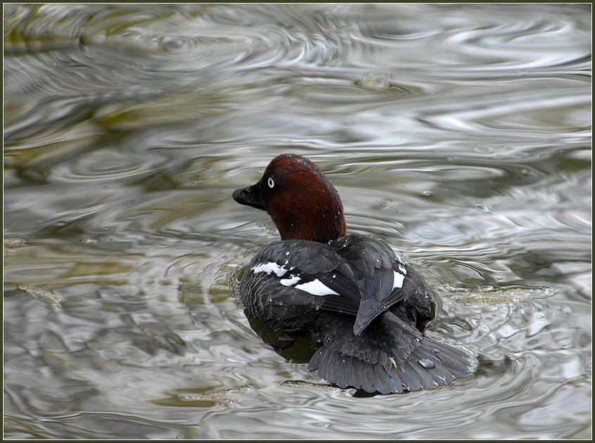 Чудь белоглазая гоголь Bucephala clangula самка