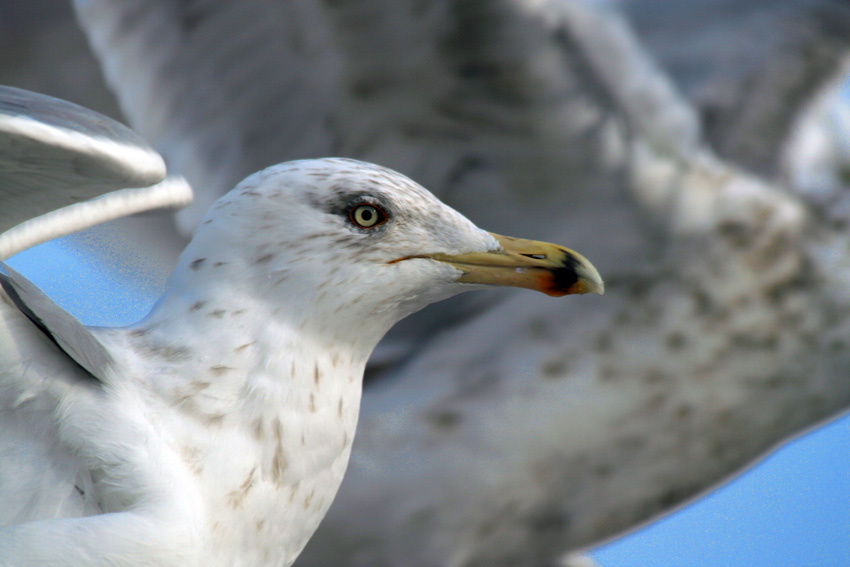 улетаем серебристая чайка Larus argentatus