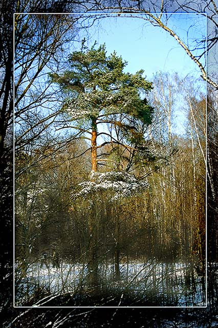 лесной снимок 