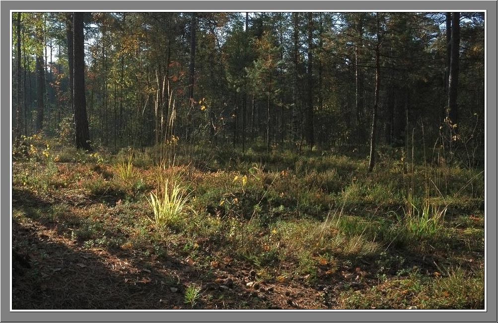 Тепло осеннено солнца Солнце осень солнце