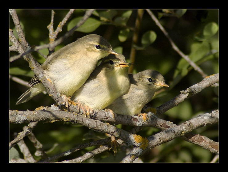 Троица пеночка весничка phylloscopus trochilus willow warbler новгородская область