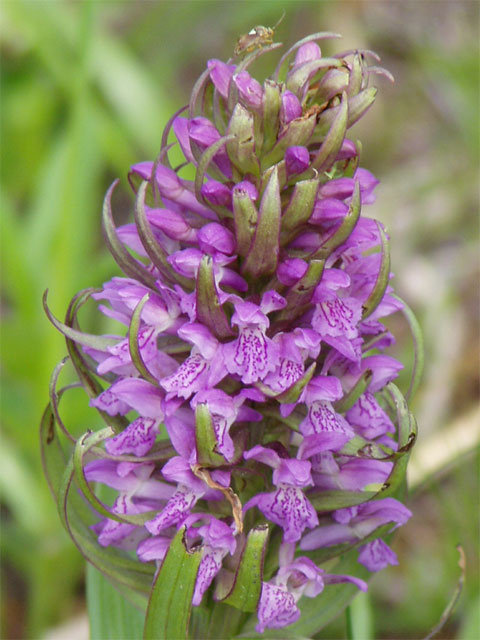 Dactylorhiza incarnata 