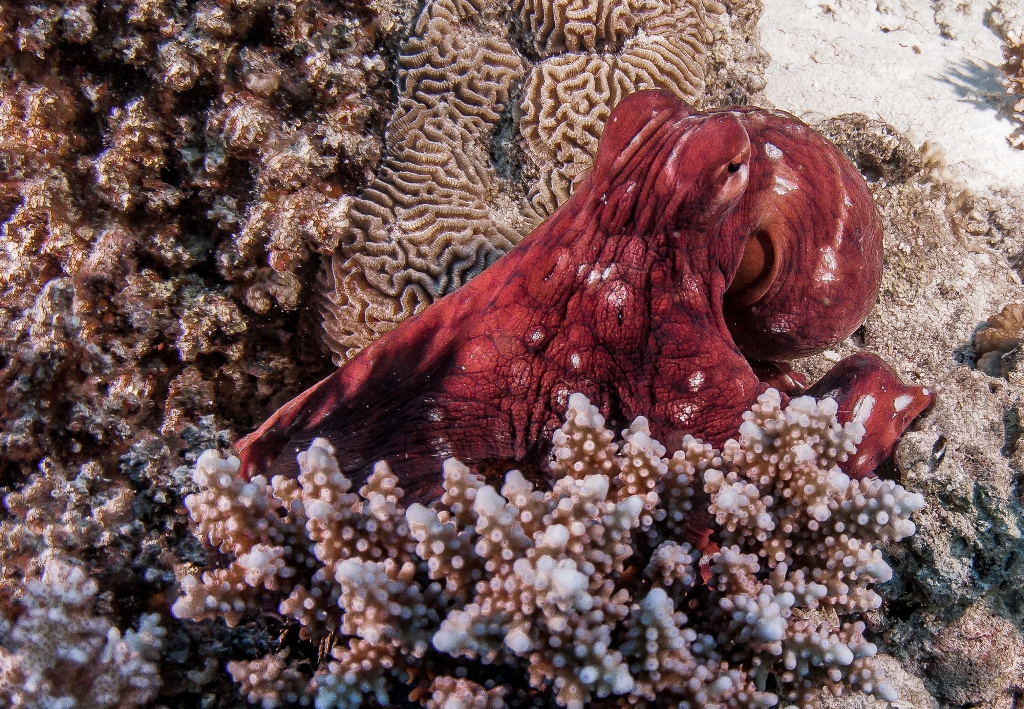 Octopus 