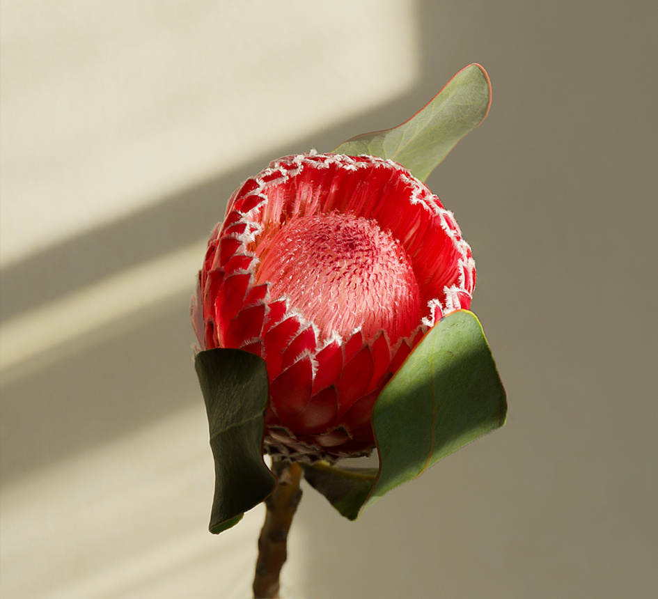 Protea Lady Di 