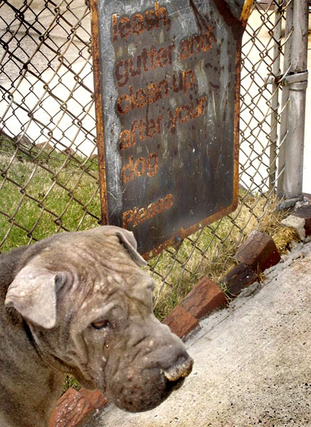 leash, gutter and clean up after YOUR dog. PLEASE DOG