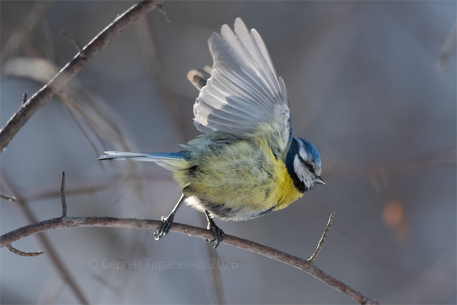 * Фотоохота Синичка Птичка Птица Природа Лазоревка Крылья Дикие птицы Взлет cyanistes caeruleus